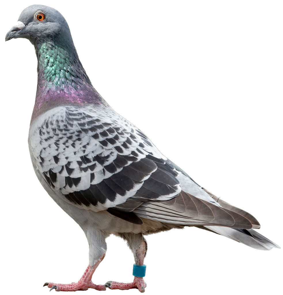 Голуб сизий