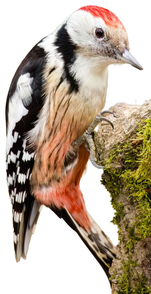 Дятел середній