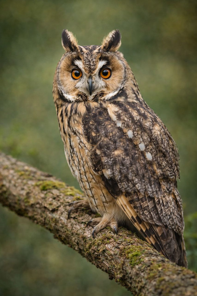 Сова вухата