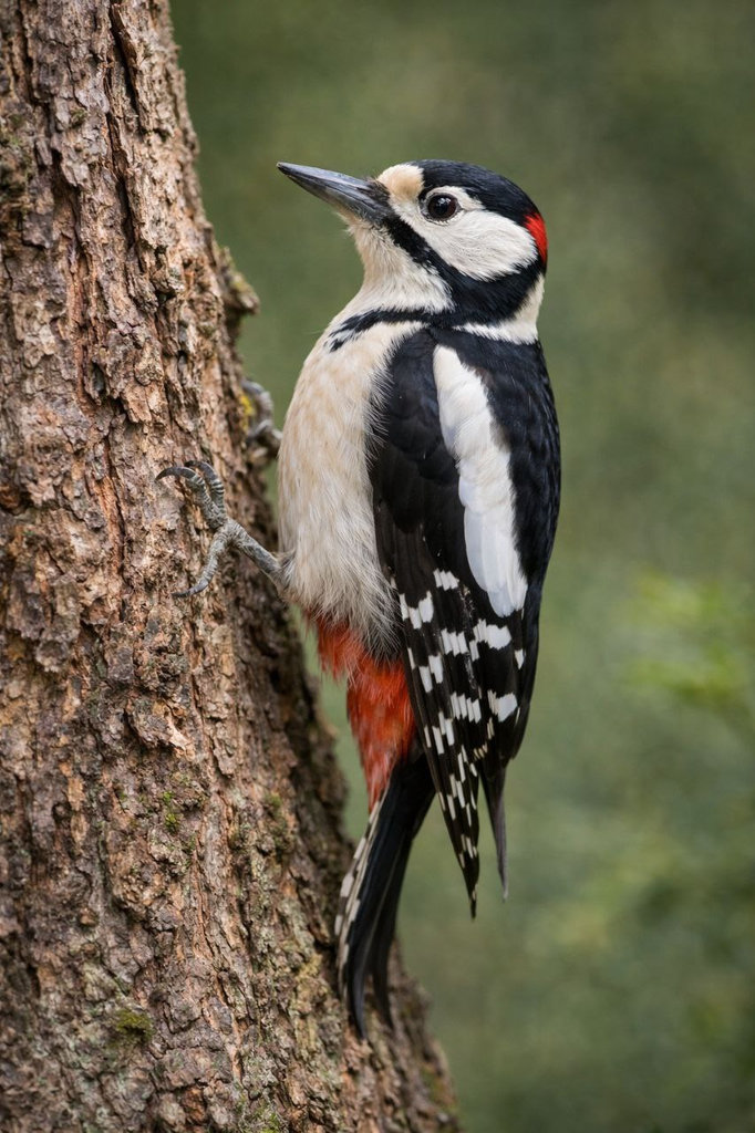 Дятел строкатий