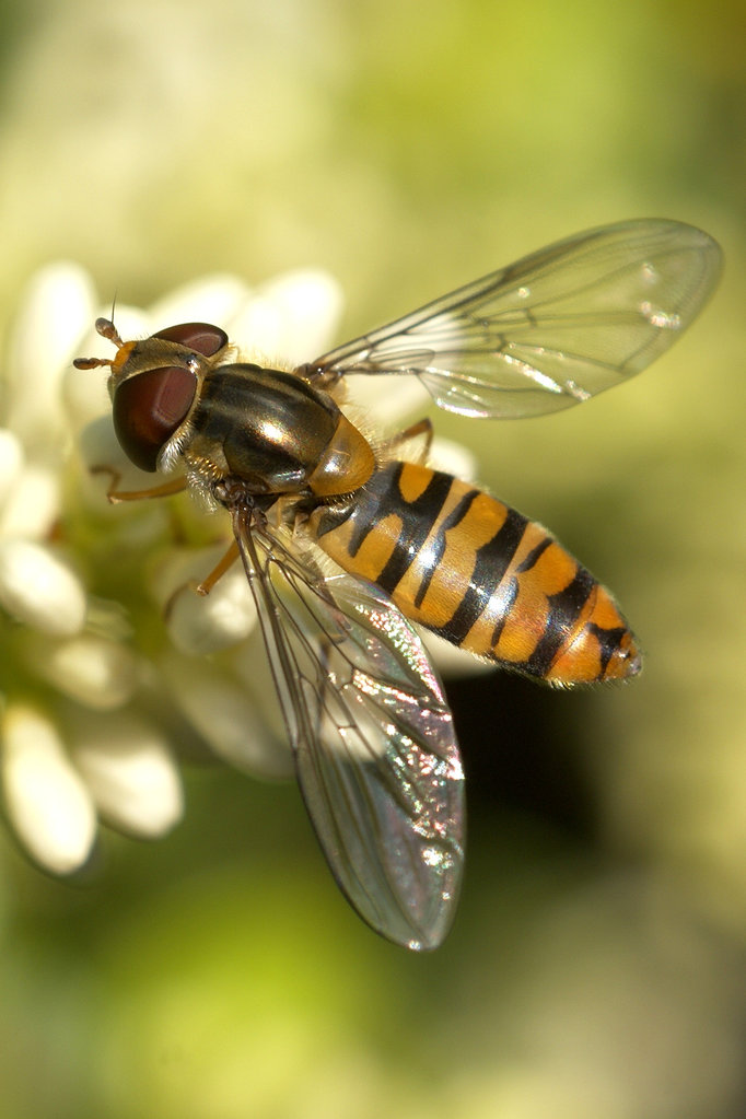 Муха повисюха, сирфіда