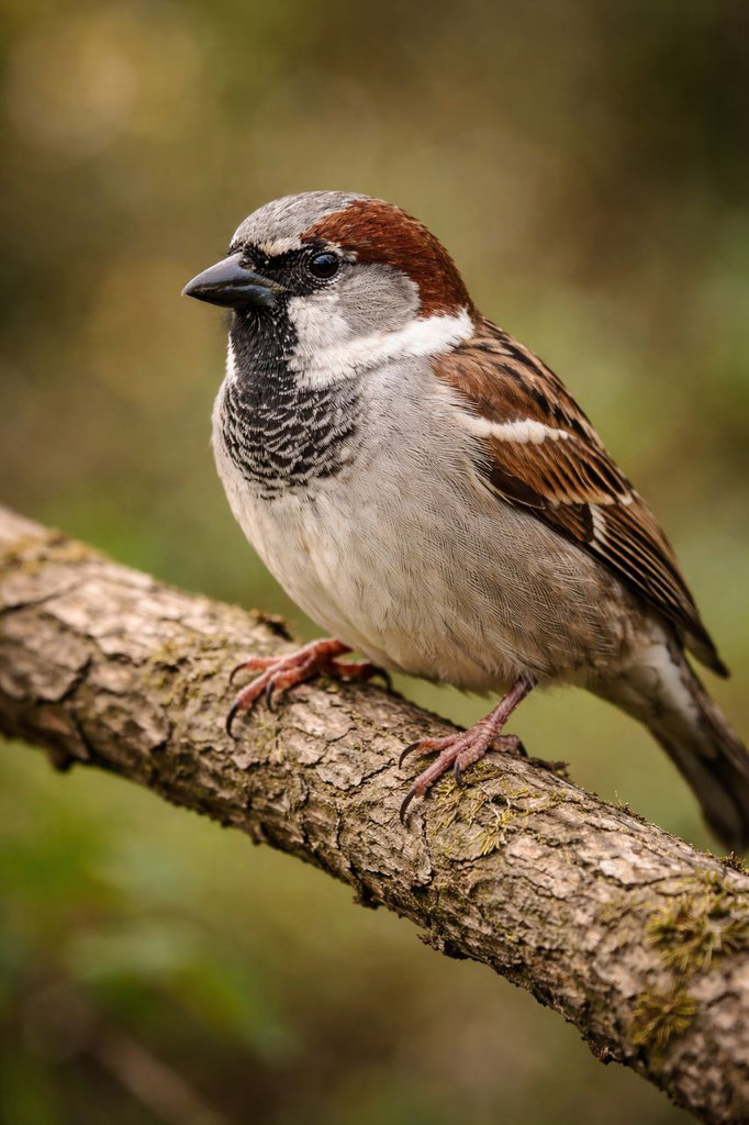 Горобець хатній