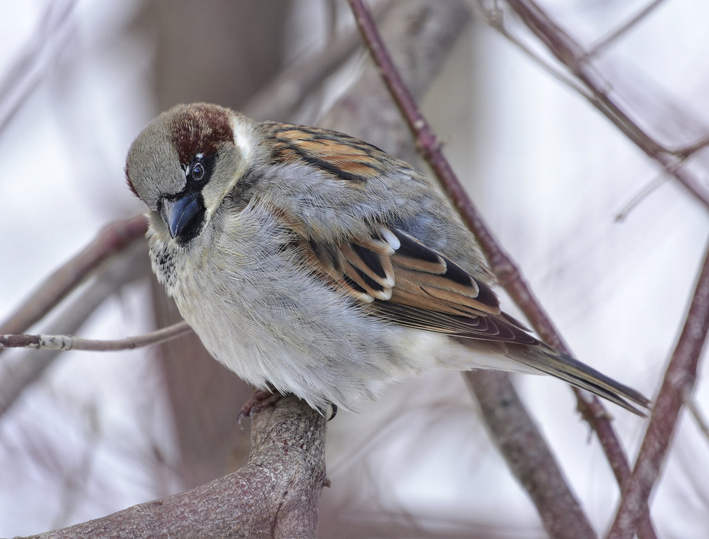 Горобець хатній